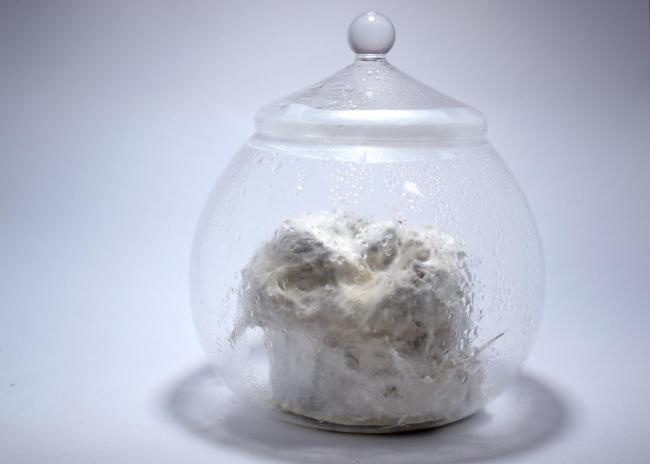 Alchimie du mycélium, Amélie Brindamour. Photo courtoisie de l'artiste, 2024.